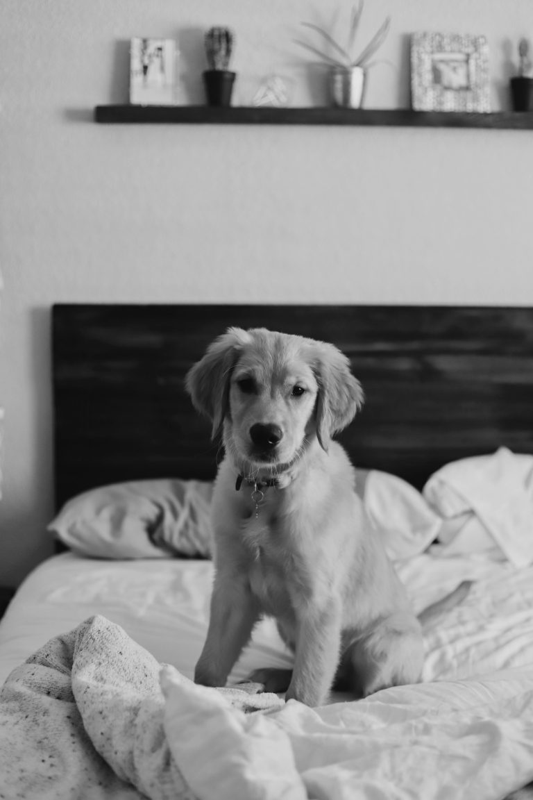 Dog on bed in black and white